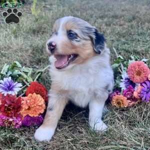 Rose, Miniature Australian Shepherd Puppy